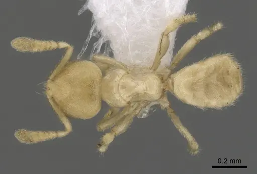 Acropyga smithii specimen CASENT0249924 image casent0249924_1