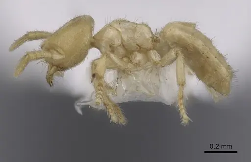 Acropyga smithii specimen CASENT0249924 image casent0249924_3