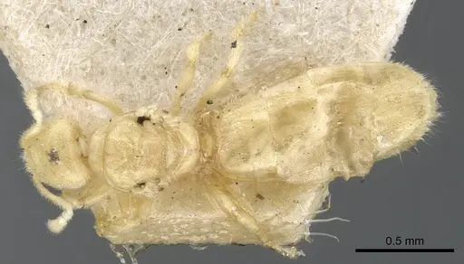 Acropyga smithii specimen CASENT0903181 image casent0903181_1