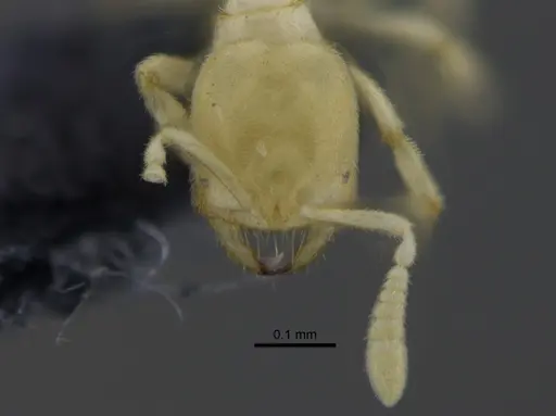 Acropyga smithii specimen CBUMAGENT41826 image cbumagent41826_2
