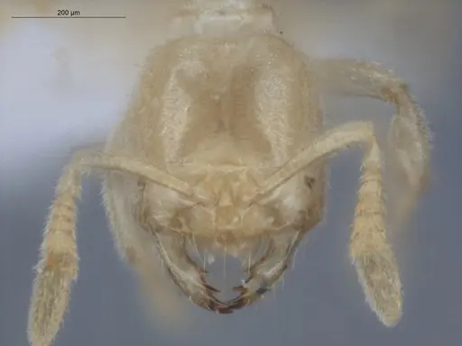 Acropyga smithii specimen ECOFOG-IT14-0960-29 image ecofog-it14-0960-29_2