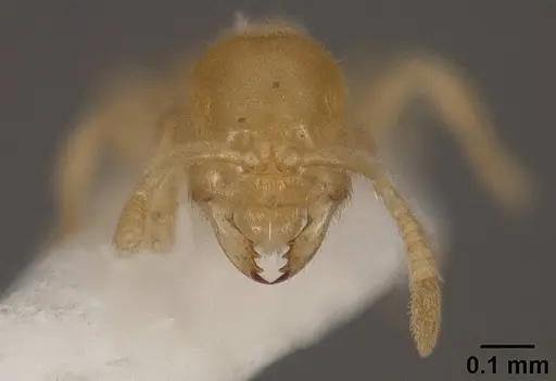 Acropyga smithii specimen USNMENT01124202 image usnment01124202_2