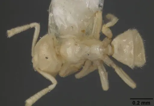 Acropyga stenotes specimen USNMENT00418290 image usnment00418290_1