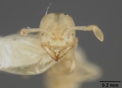 Acropyga stenotes specimen USNMENT00418290 image usnment00418290_2