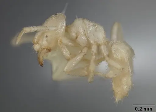 Acropyga stenotes specimen USNMENT00418290 image usnment00418290_3