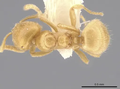 Acropyga tricuspis specimen CASENT0640346 image casent0640346_1