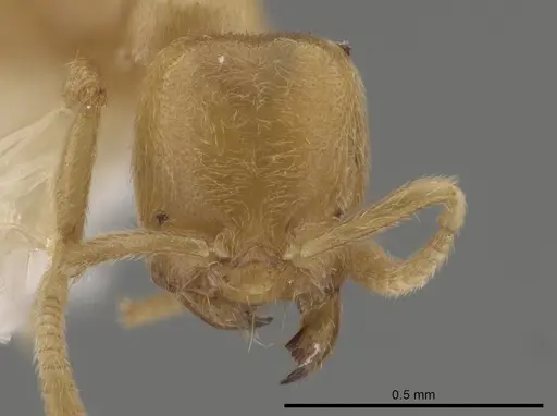 Acropyga tricuspis specimen CASENT0640346 image casent0640346_2