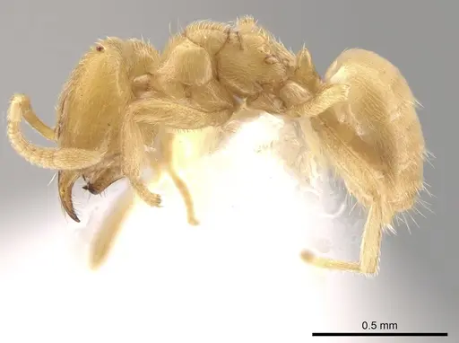 Acropyga tricuspis specimen CASENT0640346 image casent0640346_3