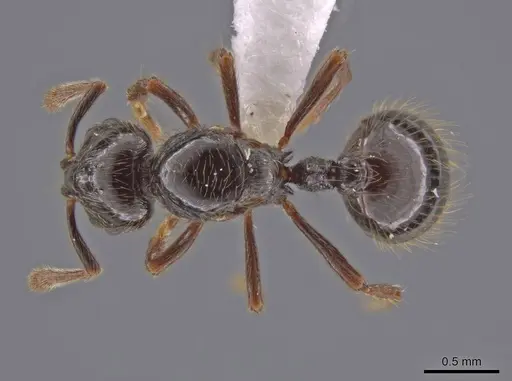 Adelomyrmex anxiocalor specimen CASENT0615096 image casent0615096_1