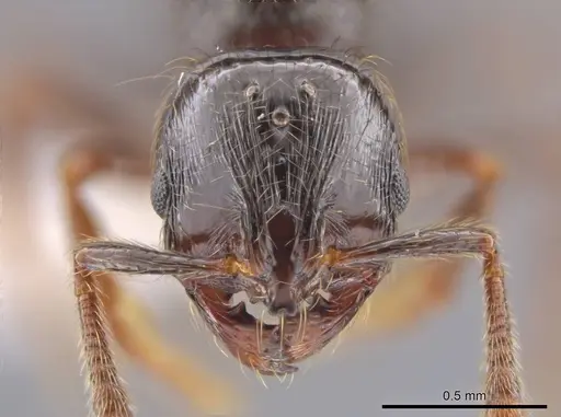 Adelomyrmex anxiocalor specimen CASENT0615096 image casent0615096_2