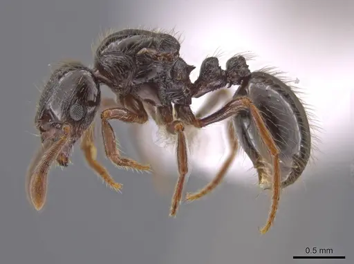 Adelomyrmex anxiocalor specimen CASENT0615096 image casent0615096_3