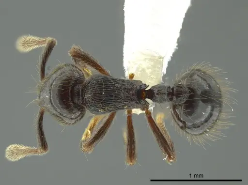 Adelomyrmex anxiocalor specimen CASENT0615104 image casent0615104_1