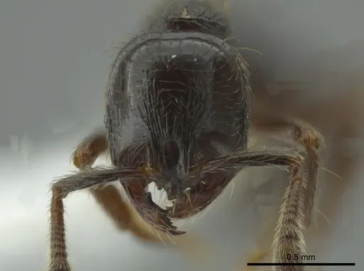 Adelomyrmex anxiocalor specimen CASENT0615104 image casent0615104_2