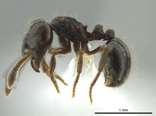 Adelomyrmex anxiocalor specimen CASENT0615104 image casent0615104_3