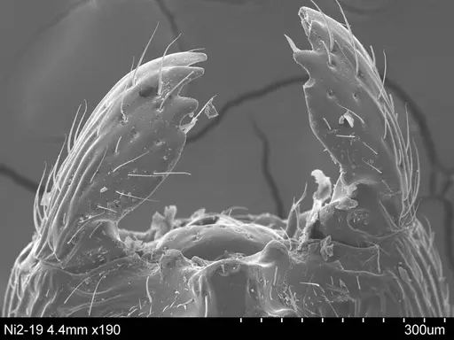 Adelomyrmex anxiocalor specimen CASENT0631962 image casent0631962_1