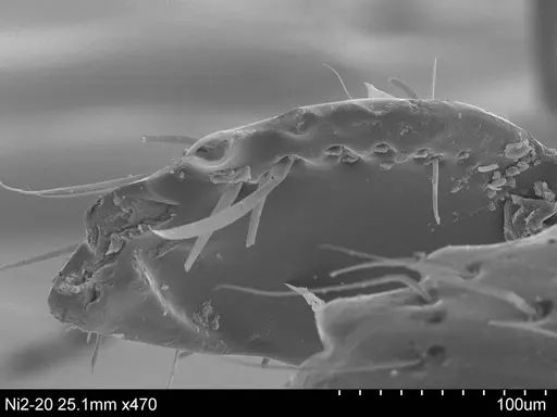Adelomyrmex anxiocalor specimen CASENT0631962 image casent0631962_2