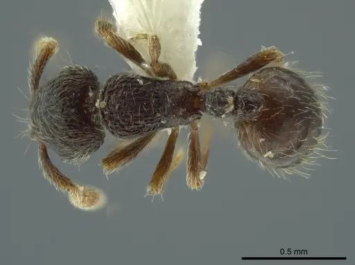 Adelomyrmex betoi specimen CASENT0624257 image casent0624257_1