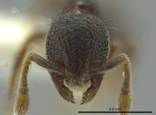 Adelomyrmex betoi specimen CASENT0624257 image casent0624257_2