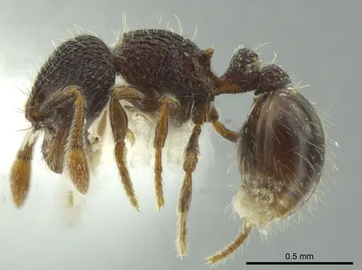 Adelomyrmex betoi specimen CASENT0624257 image casent0624257_3