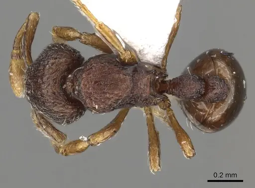 Adelomyrmex betoi specimen CASENT0901019 image casent0901019_1