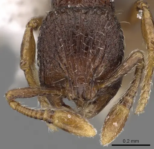 Adelomyrmex betoi specimen CASENT0901019 image casent0901019_2