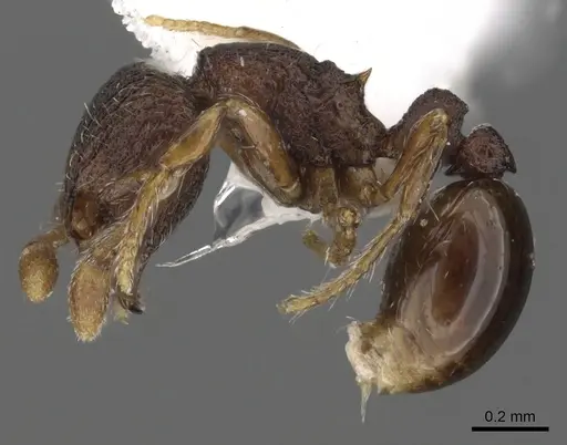 Adelomyrmex betoi specimen CASENT0901019 image casent0901019_3