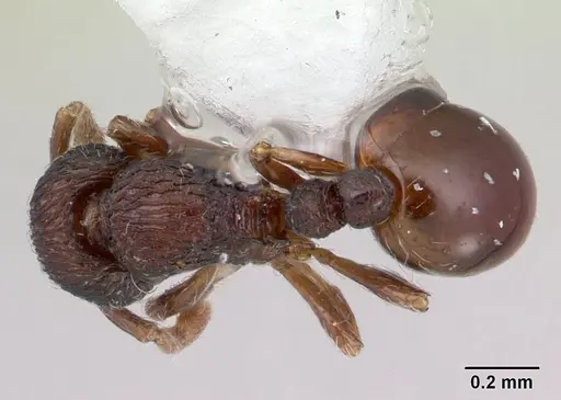 Adelomyrmex betoi specimen JTLC000003150 image jtlc000003150_1