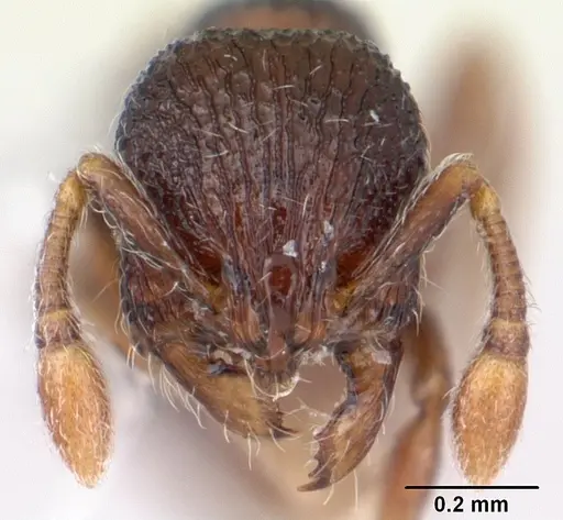Adelomyrmex betoi specimen JTLC000003150 image jtlc000003150_2