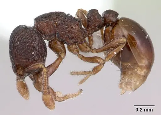 Adelomyrmex betoi specimen JTLC000003150 image jtlc000003150_3