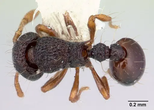 Adelomyrmex biroi specimen CASENT0178445 image casent0178445_1