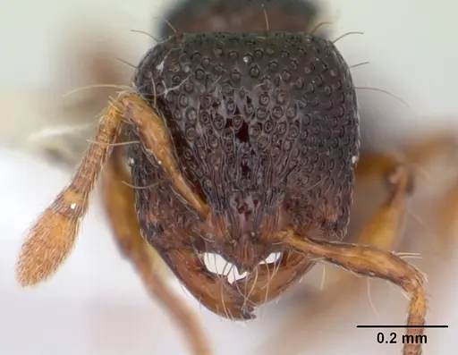 Adelomyrmex biroi specimen CASENT0178445 image casent0178445_2