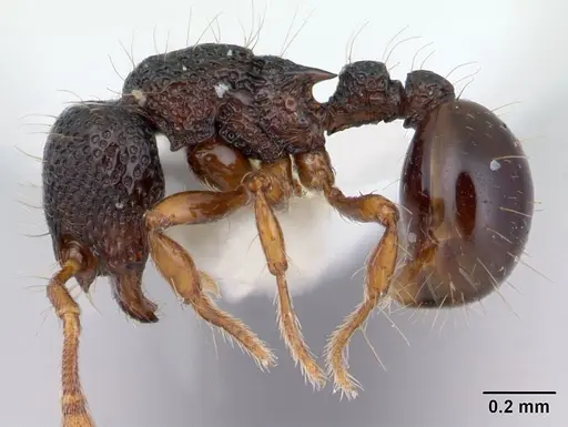 Adelomyrmex biroi specimen CASENT0178445 image casent0178445_3