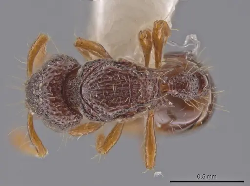 Adelomyrmex biroi specimen CASENT0632281 image casent0632281_1