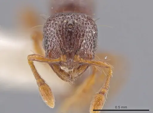 Adelomyrmex biroi specimen CASENT0632281 image casent0632281_2