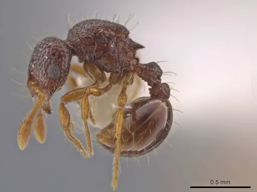 Adelomyrmex biroi specimen CASENT0632281 image casent0632281_3