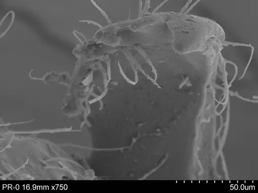 Adelomyrmex biroi specimen CASENT0632303 image casent0632303_2