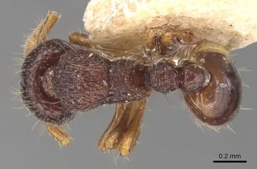 Adelomyrmex biroi specimen CASENT0904783 image casent0904783_1