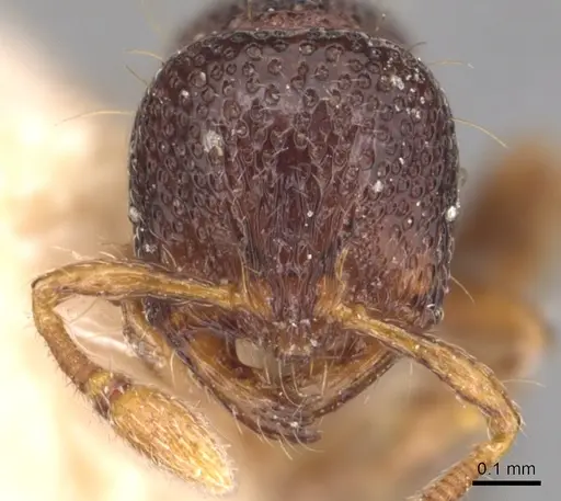 Adelomyrmex biroi specimen CASENT0904783 image casent0904783_2