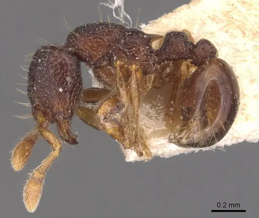 Adelomyrmex biroi specimen CASENT0904783 image casent0904783_3