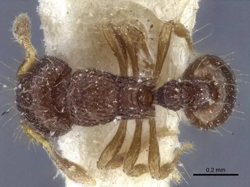 Adelomyrmex biroi specimen CASENT0916623 image casent0916623_1