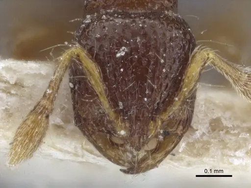 Adelomyrmex biroi specimen CASENT0916623 image casent0916623_2