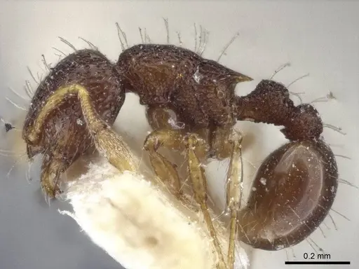 Adelomyrmex biroi specimen CASENT0916623 image casent0916623_3