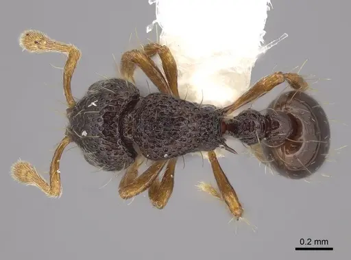 Adelomyrmex biroi specimen FMNHINS0000065818 image fmnhins0000065818_1