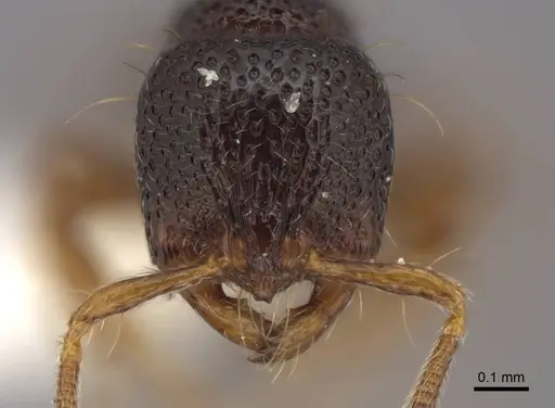 Adelomyrmex biroi specimen FMNHINS0000065818 image fmnhins0000065818_2