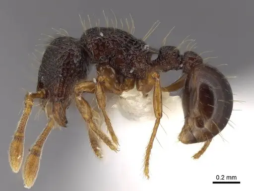 Adelomyrmex biroi specimen FMNHINS0000065818 image fmnhins0000065818_3