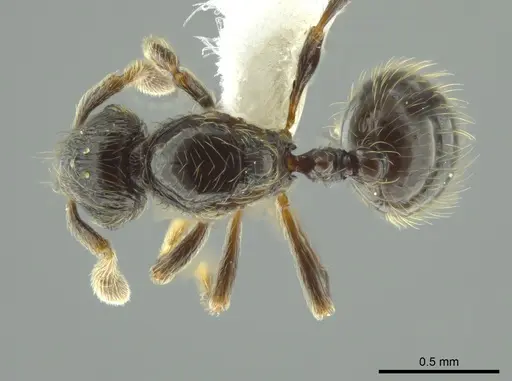 Adelomyrmex bispeculum specimen CASENT0618435 image casent0618435_1