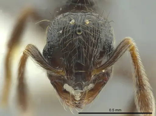 Adelomyrmex bispeculum specimen CASENT0618435 image casent0618435_2