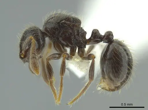 Adelomyrmex bispeculum specimen CASENT0618435 image casent0618435_3