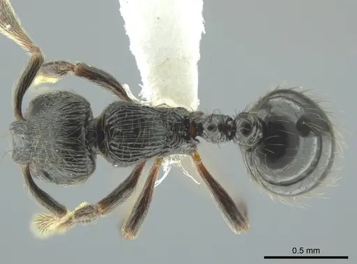 Adelomyrmex bispeculum specimen CASENT0618512 image casent0618512_1