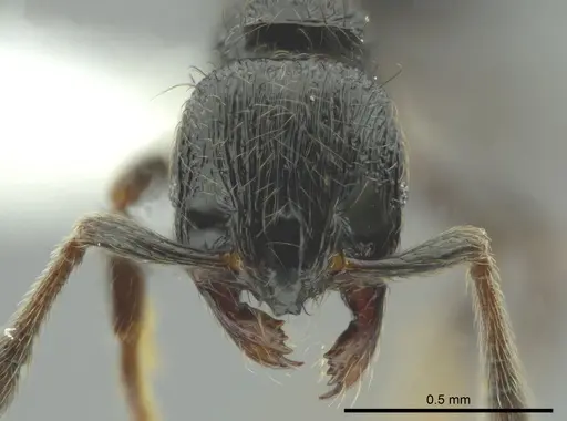 Adelomyrmex bispeculum specimen CASENT0618512 image casent0618512_2